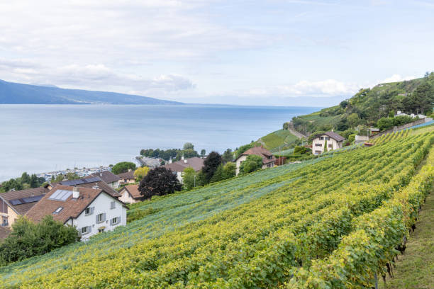 istock Charming House Amidst Vineyard Overlooking Lake Geneva and Mountains 2178824802