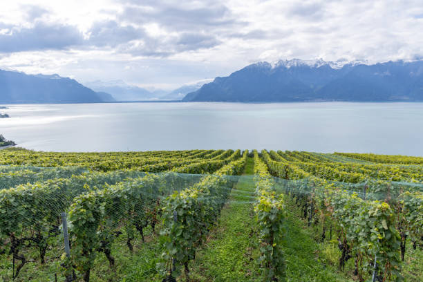 Rows of terraced vineyards stretch toward a calm lake with majestic mountains in the background under a cloudy sky.