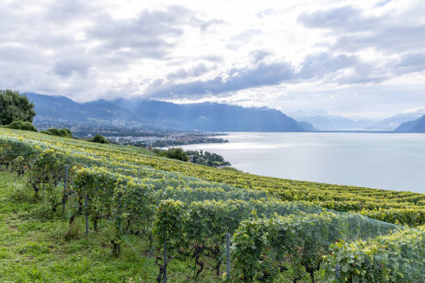 Rows of terraced vineyards stretch toward a calm lake with majestic mountains in the background under a cloudy sky.