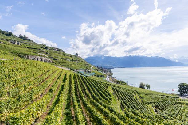 istock Terraced Vineyards Along a Lakeside Road with Mountain View 2178825643