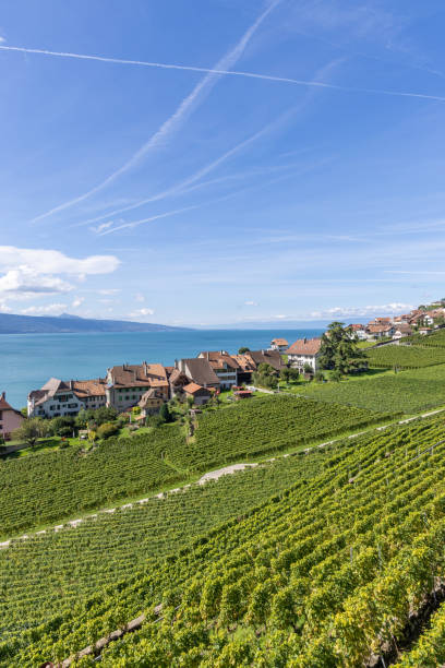 Vineyard and Village Overlooking a Lake with Mountain Views