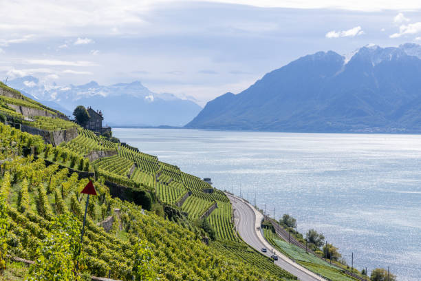 A stunning view of terraced vineyards descending towards a calm lake, with majestic snow-capped mountains in the background and a house nestled on the hillside, creating a peaceful scene.