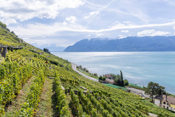 istock Terraced Vineyards Overlooking a Lake with Snow-Capped Mountains 2178826026