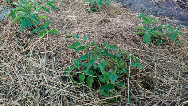 Young Tomato Plants Growing in Mulched Garden Bed