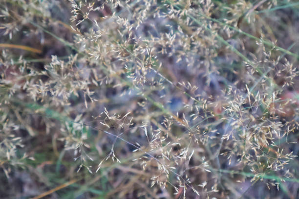 Delicate Dry Grass with Seed Heads in Soft Focus