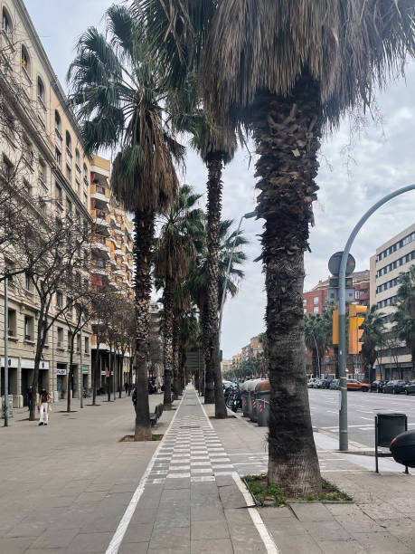 istock Palm-Lined Avenue: A Glimpse of Urban Serenity 2178829472