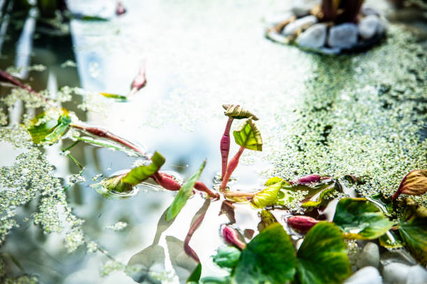 close-up of various aquatic plants in a pond, landscaping and gardening concept