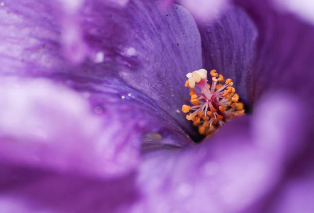 Viola odorata or Sweet Violet Close-up.