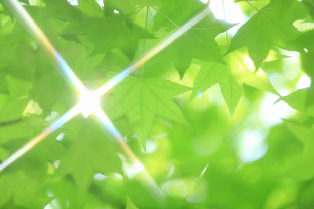 A sunny sungear day from the fresh green young leaves. It is an image that feels the beauty and peace of nature.