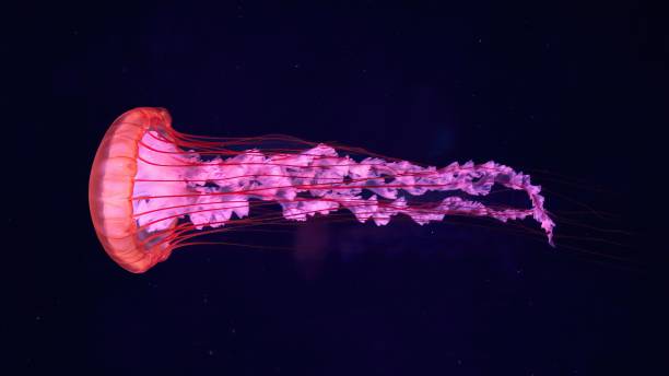 istock Mesmerizing pink jellyfish in dark water. 2178833290