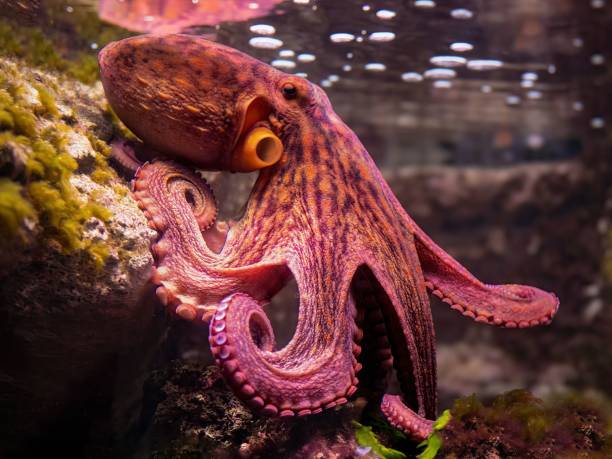 istock Colorful octopus resting underwater on a rock. 2178833298