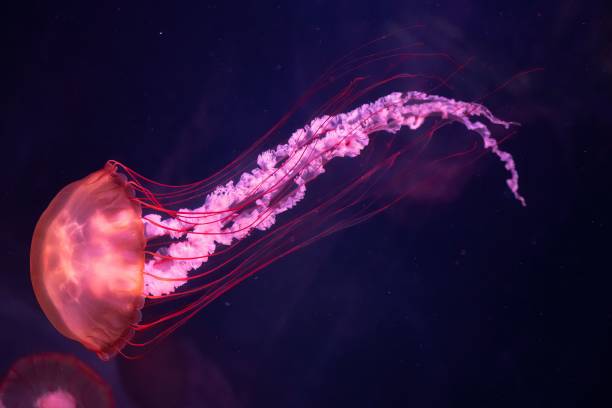 istock Vibrant jellyfish in deep ocean 2178833303