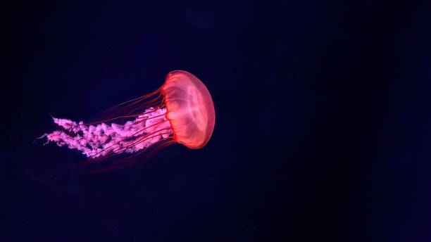Glowing Jellyfish in Dark Ocean