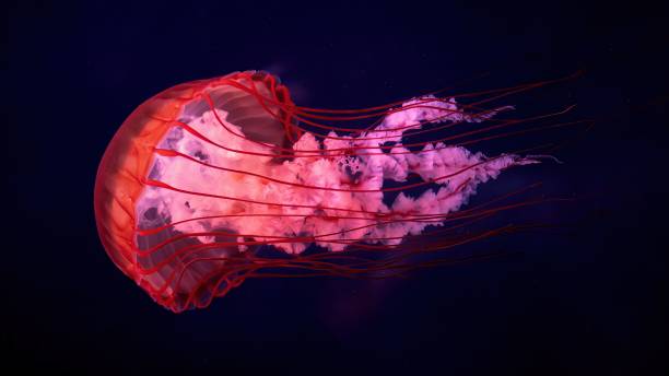 istock Pink Jellyfish in Dark Ocean 2178833309
