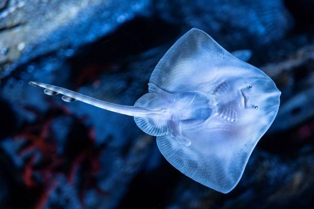 istock Stingray swimming in blue-lit aquarium. 2178833310