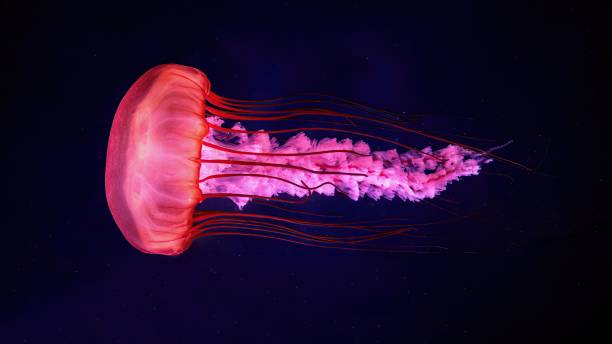 istock Vibrant pink jellyfish in deep blue ocean. 2178833311