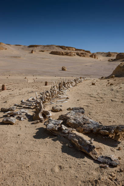 istock Whale Valley - Wadi el Hitan 2178834195