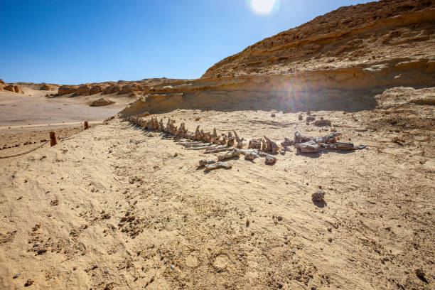Whale Valley - Wadi el Hitan