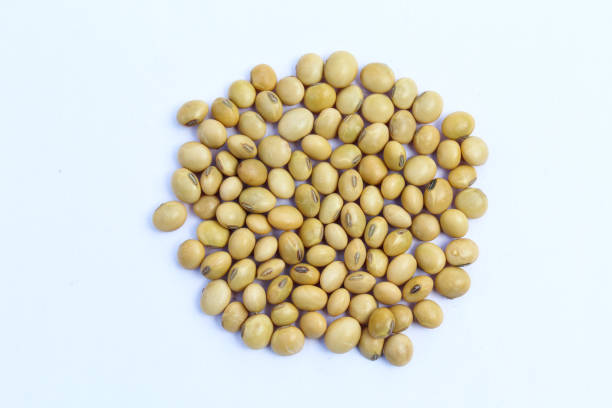 White spoon filled with soybeans on a pile of soybeans under sunlight