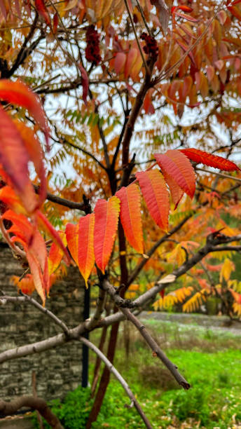 istock Colors of autumn magic 2178834786
