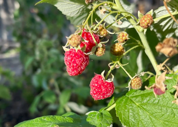 istock Raspberrys hang on a branch of a raspberry bush 2178835740