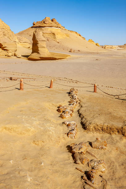 istock Whale Valley - Wadi el Hitan 2178836536