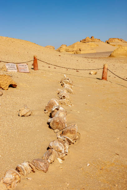 istock Whale Valley - Wadi el Hitan 2178836542