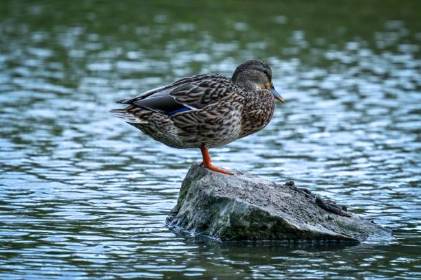 A duck standing on a rock in a serene lake, showcasing its detailed feathers and calm surroundings.