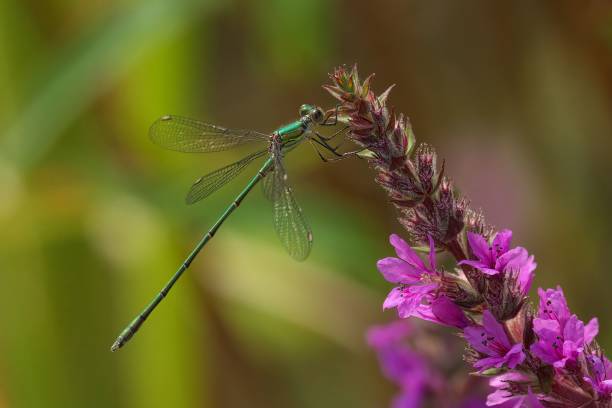istock Green dragonfly on purple flower 2178839018