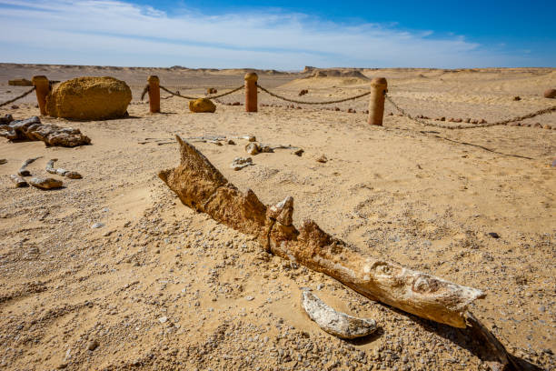 Whale Valley - Wadi el Hitan