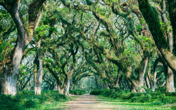 istock Path between the green trees in the lush forest 2178839778