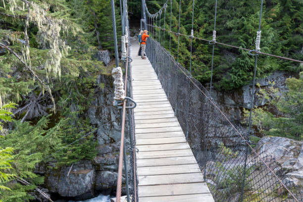 Guide and guests hike across suspension bridge over river in temperate rainforest, Whistler, B.C.