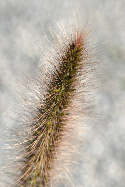 istock Detailed view of a pennisetum spike 2178839936