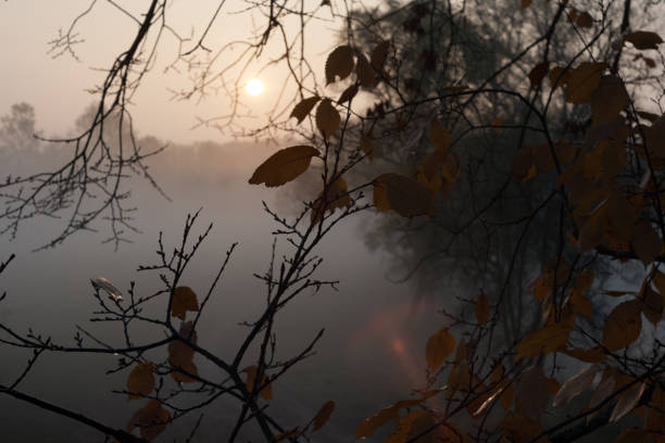 Sun and dew drop on branches. Autumn cold morning