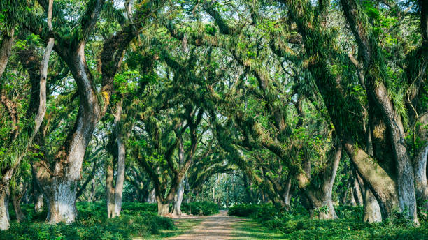 istock A path through the dense jungle landscape of the rainforest 2178840572
