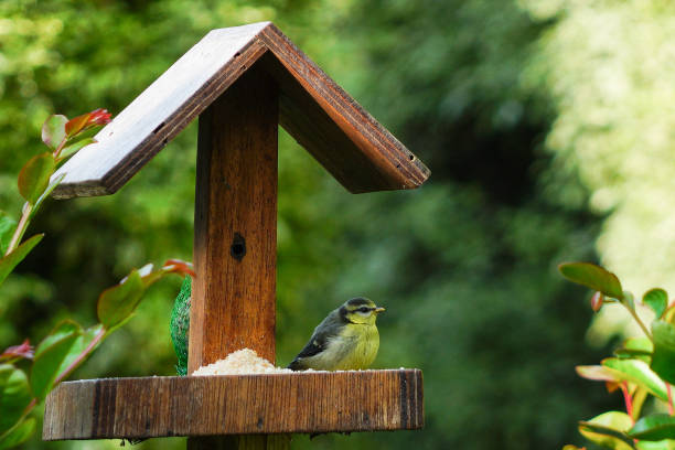 istock A blue tit watches over the surroundings 2178840818