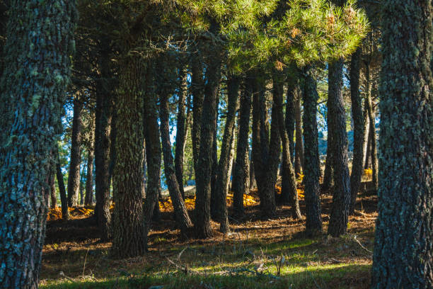 a peaceful, dense forest scene with tall pine trees covered in moss, sunlight filtering through the branches, and patches of grass and shadows on the forest floor