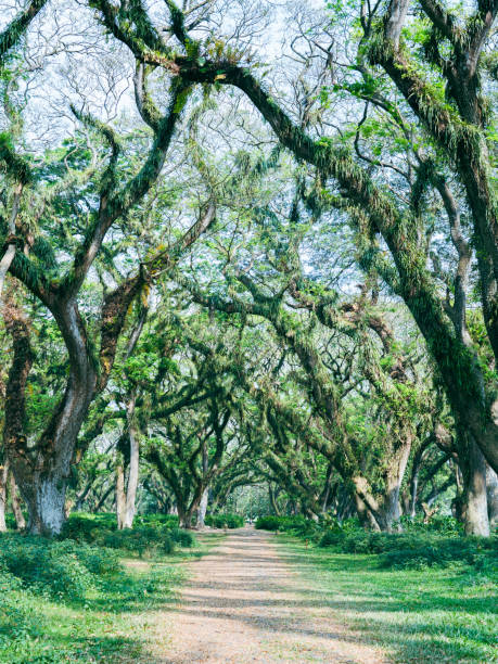 istock Path in the summer forest with green grass and lush trees 2178842389