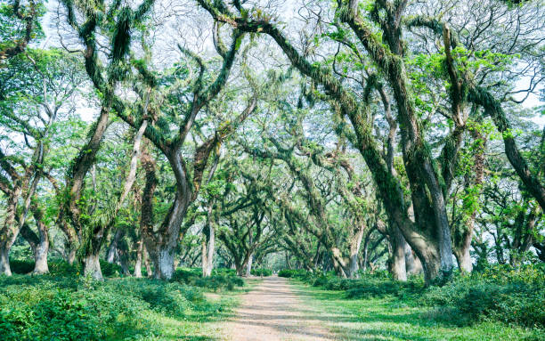 istock Path in a lush green forest with tropical forests with large, lush trees that can only be found in rainforests 2178842667