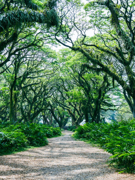 istock Path in a lush green forest with tropical forests with large, lush trees that can only be found in rainforests 2178843898