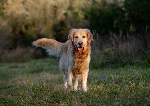 istock Golden Retriever Dog 2178848007