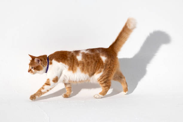 Beautiful ginger cat walking white hall