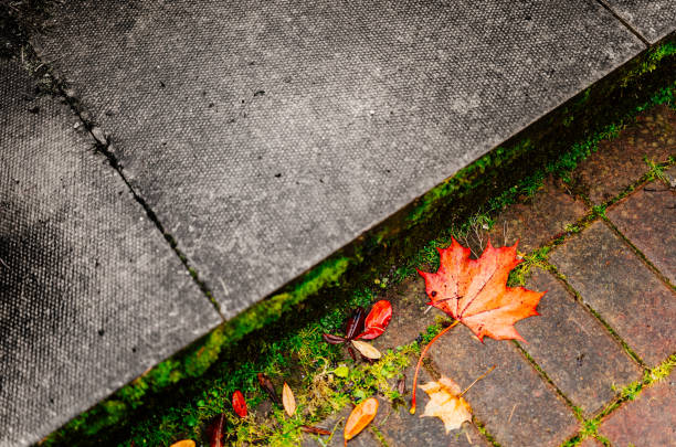 Glimpses of an autumn garden after lots of rain. Part of a series.