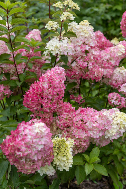 istock Hydrangea paniculata sort Fraise Melba hydrangea with pink flowers blooms in the garden in summer 2178849049
