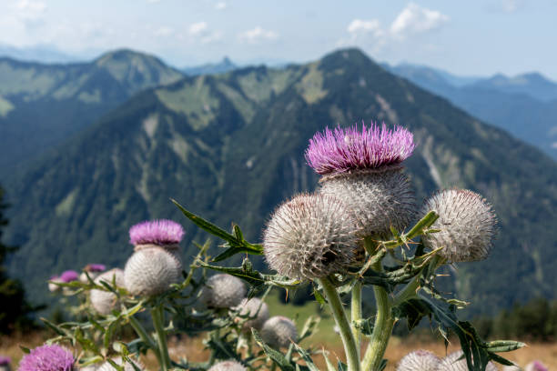 A purple thistle in sharp focus with Lake Geneva and the Swiss Alps in the soft background.