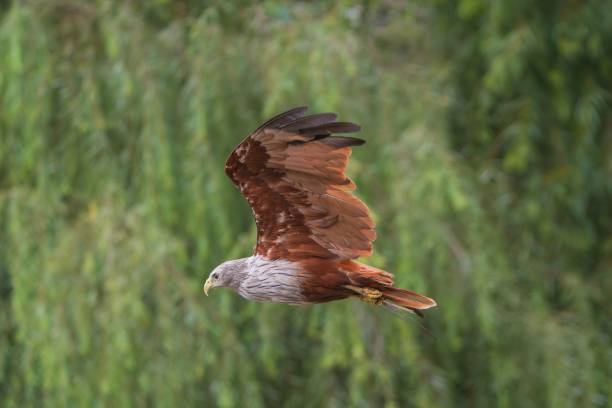 istock Majestic hawk in flight over lush forest. 2178850523