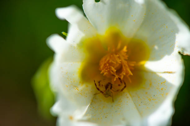 A macro photo capturing the intricate details of the spider species Thomisus onustus, camouflaged on a white flower, showcasing nature's beauty and complexity.