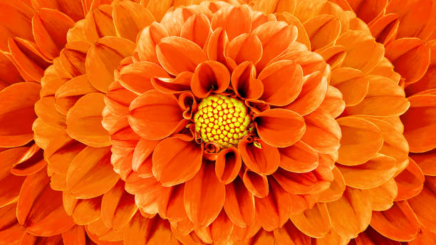 istock Floral spring background.  Dahlia   flower.   Close-up. 2178851953