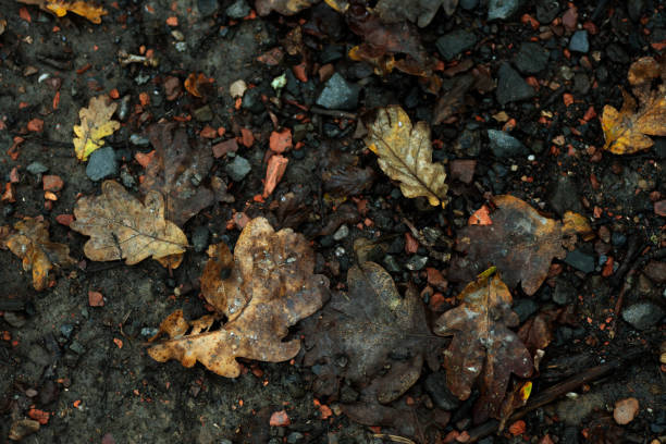 Fallen autumn oak leaves on the ground. Close-up.