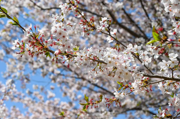 istock Cherry blossoms season  background is blue sky 2178854198